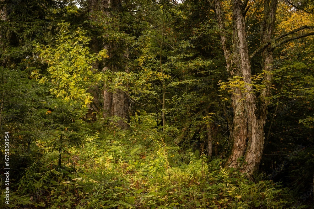 Fototapeta premium Winding Forest Trail Through Lush Greenery