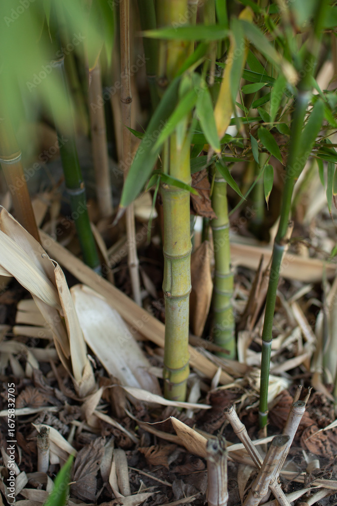 Fototapeta premium Close-up vertical view of bamboo stems at the base of the plant surrounded by dry leaves and green shoots. Natural texture background representing strength, growth, and sustainability.