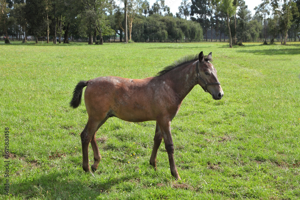 Obraz premium Pension for Arabian horses