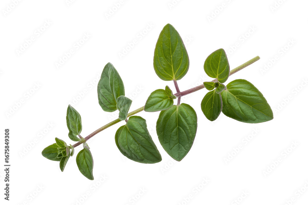 Fototapeta premium A sprig of fresh oregano with vibrant green leaves isolated on a transparent background. background removed