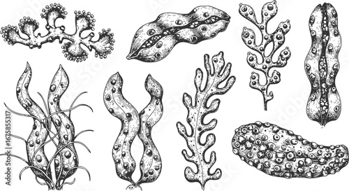 Collection of algae in sketch style. Hand drawings in art ink style. Black and white graphics.
