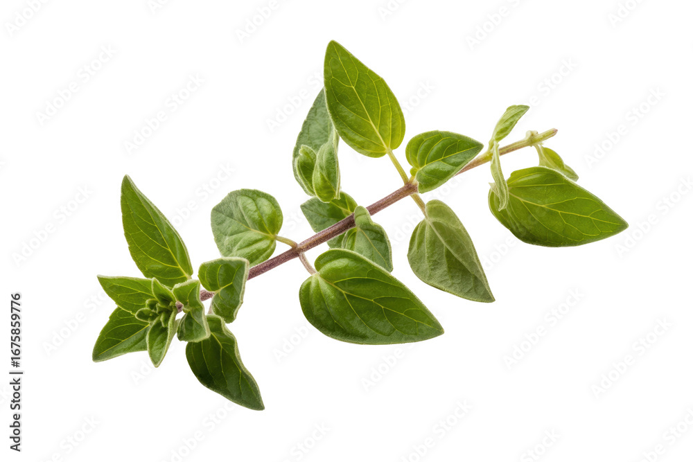 Obraz premium A sprig of fresh oregano with vibrant green leaves, isolated on a transparent background. background removed