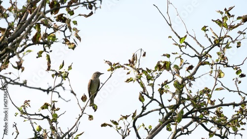 Spotted Flycatcher watching from a tree (Muscicapa striata) - (4K)