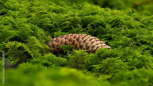 Close-up of a pine cone lying on lush green moss in a forest. Natural woodland background with vibrant greenery, symbolizing autumn, wilderness, and untouched nature.