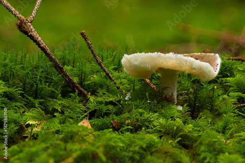Close-up of a white wild mushroom growing on a moss-covered forest floor. Natural woodland scenery with vibrant green moss, twigs, and soft background, symbolizing biodiversity, untouched nature, and 