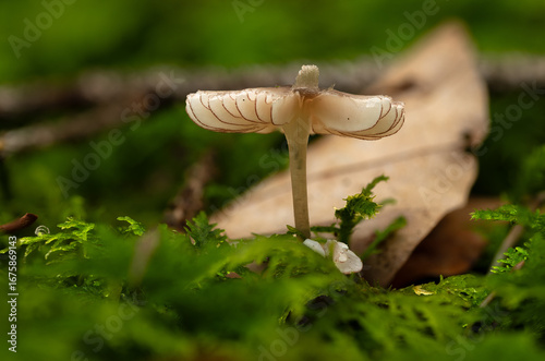 Close-up of a delicate wild mushroom growing among green moss with a dry leaf in the background. Natural woodland scene highlighting the fragile beauty of fungi and the biodiversity of the forest floo