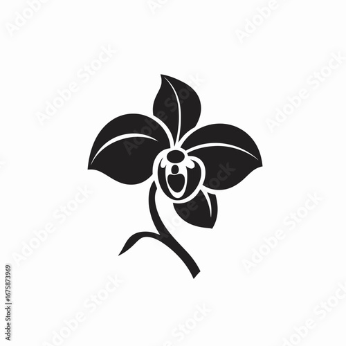 Elegant orchid flower blooming showing its intricate detail in a black silhouette