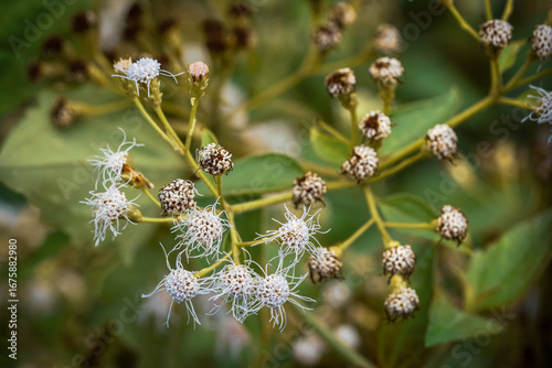 Intricate macro view of fluffy white blossoms and emerging flower buds on a leafy green plant, capturing the subtle beauty and delicate textures of nature's intricate flora