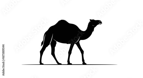 Silhouette of a Dromedary Camel Walking on a White Background.