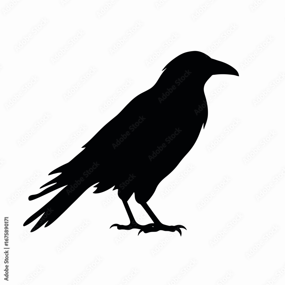Fototapeta premium Bold, stark raven showing details in a striking black silhouette