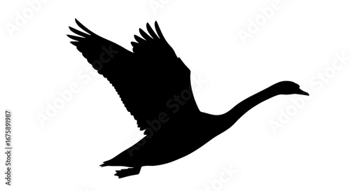 Majestic Black Swan in Flight Silhouette.