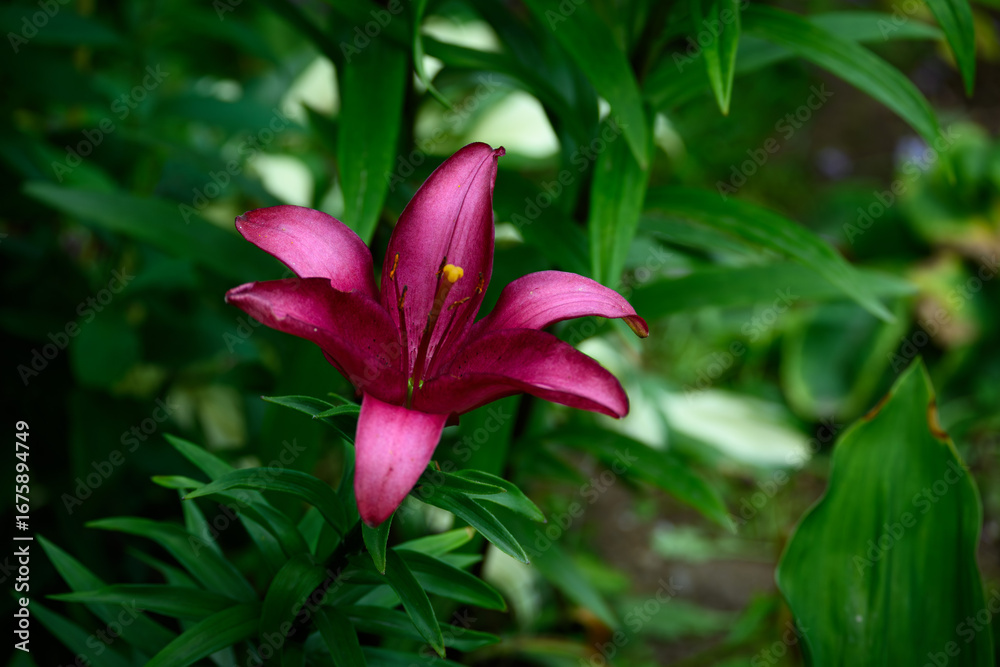 Fototapeta premium Deep Red Lily Top View Closeup with Green Leafy Background in Summer Garden