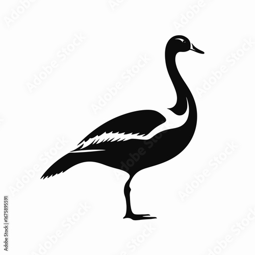 Graceful swan standing proudly in a stark black and white silhouette
