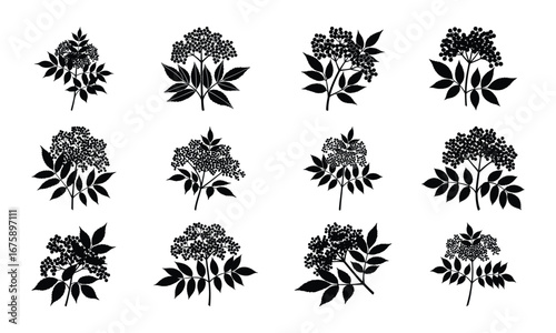 Elderberry Branch Silhouettes with Leaves and Berry Clusters