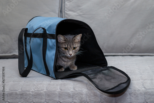 Cat in a carrier bag on a gray background. Transportation of pets