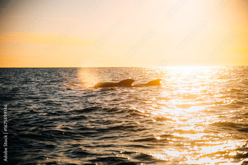 Naklejka premium Pilot whales off the coast of Cape Breton