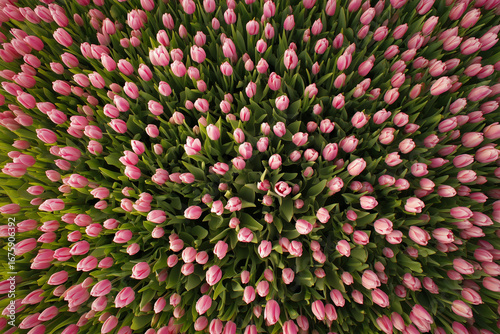 field with tulips top view