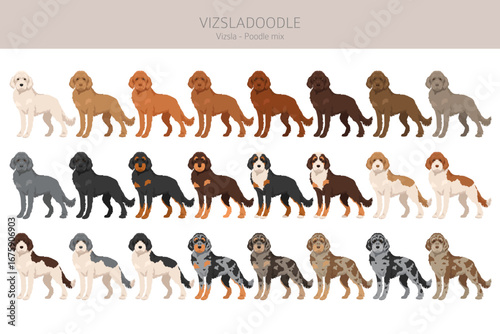 Vizsladoodle clipart. Vizsla Poodle mix. Different coat colors set.  Vector illustration