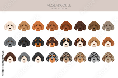 Vizsladoodle clipart. Vizsla Poodle mix. Different coat colors set.  Vector illustration