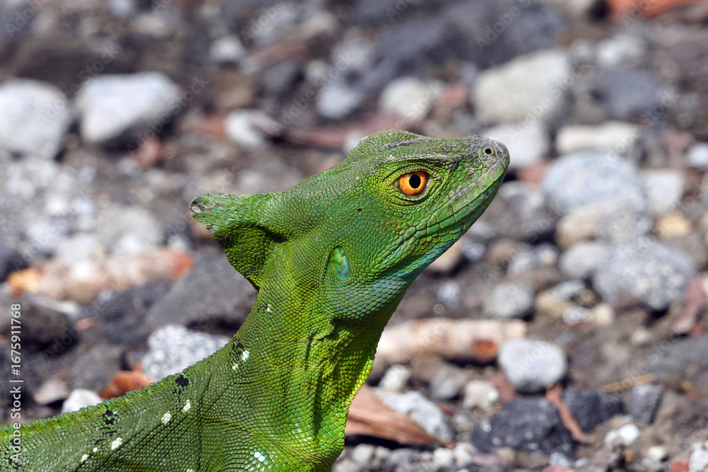 Fototapeta premium Basilic vert au Costa Rica