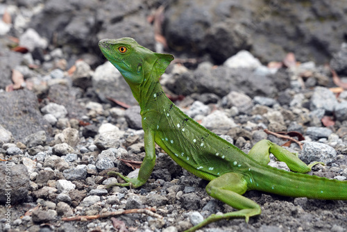 Basilic vert au Costa Rica