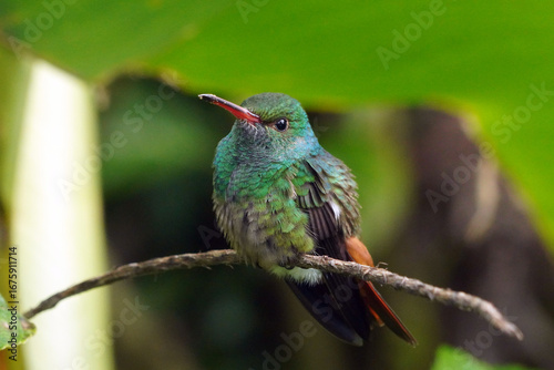 Colibri (Colibri cyanotus) au Costa Rica