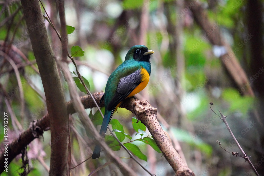 Obraz premium Le Trogon pattu[1] ou Trogon à lunettes jaunes (Trogon caligatus) est une espèce d'oiseaux de la famille des Trogonidae.