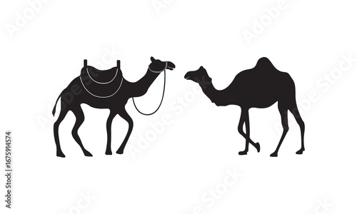 Wild camels roam the vast desert and sandy beaches, their dark silhouettes visible against the sunset sky