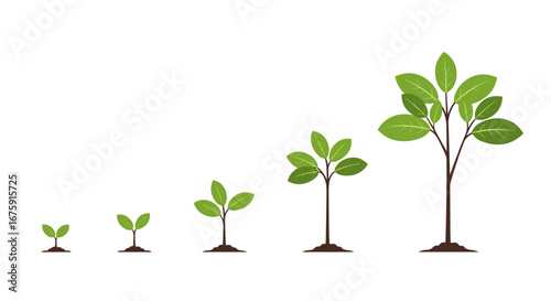 Illustration of a young tree growing in stages from a seedling to a mature plant