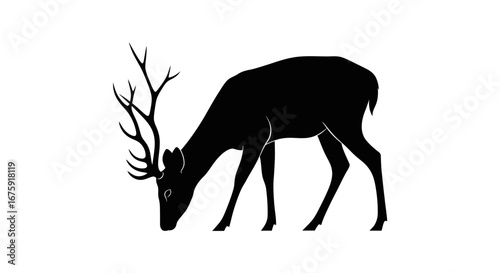 Silhouette of a majestic stag with impressive antlers grazing peacefully.
