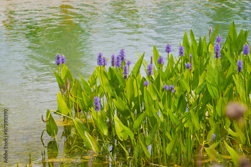 Herzblättrige Hechtkraut, Pontederia cordata