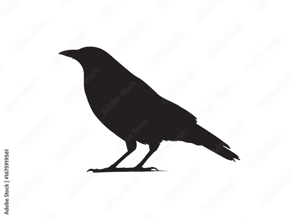 Fototapeta premium Flying crow bird silhouette vector illustration artwork