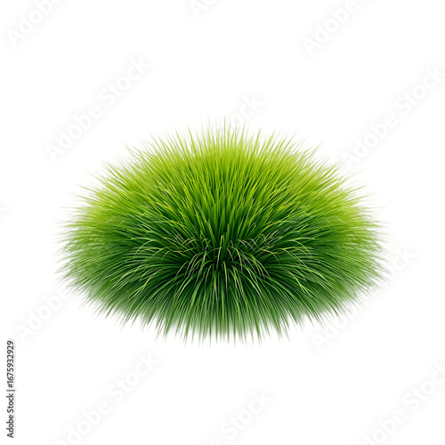 green grass isolated on white