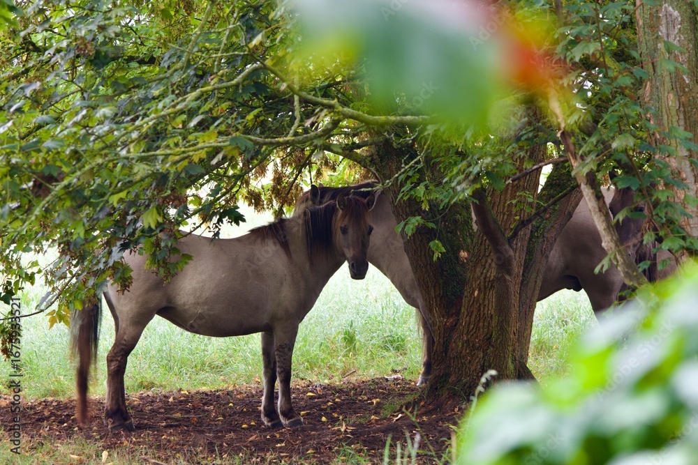 Fototapeta premium horse in the forest