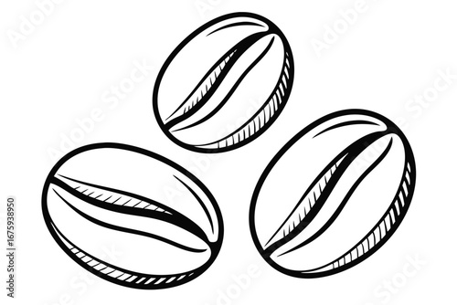 Three Hand- Drawn Coffee Beans with Detailed Grooves on White Background illustration drawing