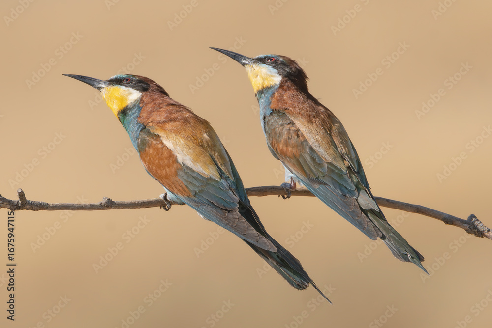 Obraz premium Two European Bee-eaters - Merops apiaster perched on a slender branch. Birds are observing flying insects. Photo from Dobruja in Bulgaria..