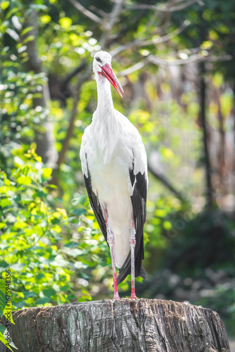 Fotografía 鳥