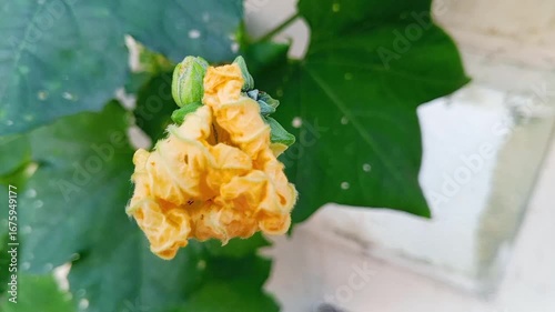 Bright yellow flower blooming in the garden natural floral plant close up beautiful blossom with green leaves outdoor nature background spring and summer season