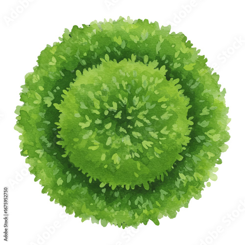 Sphere Shaped Bush Top View Green Plant Isolated Hand Drawn Watercolor Painting Illustration