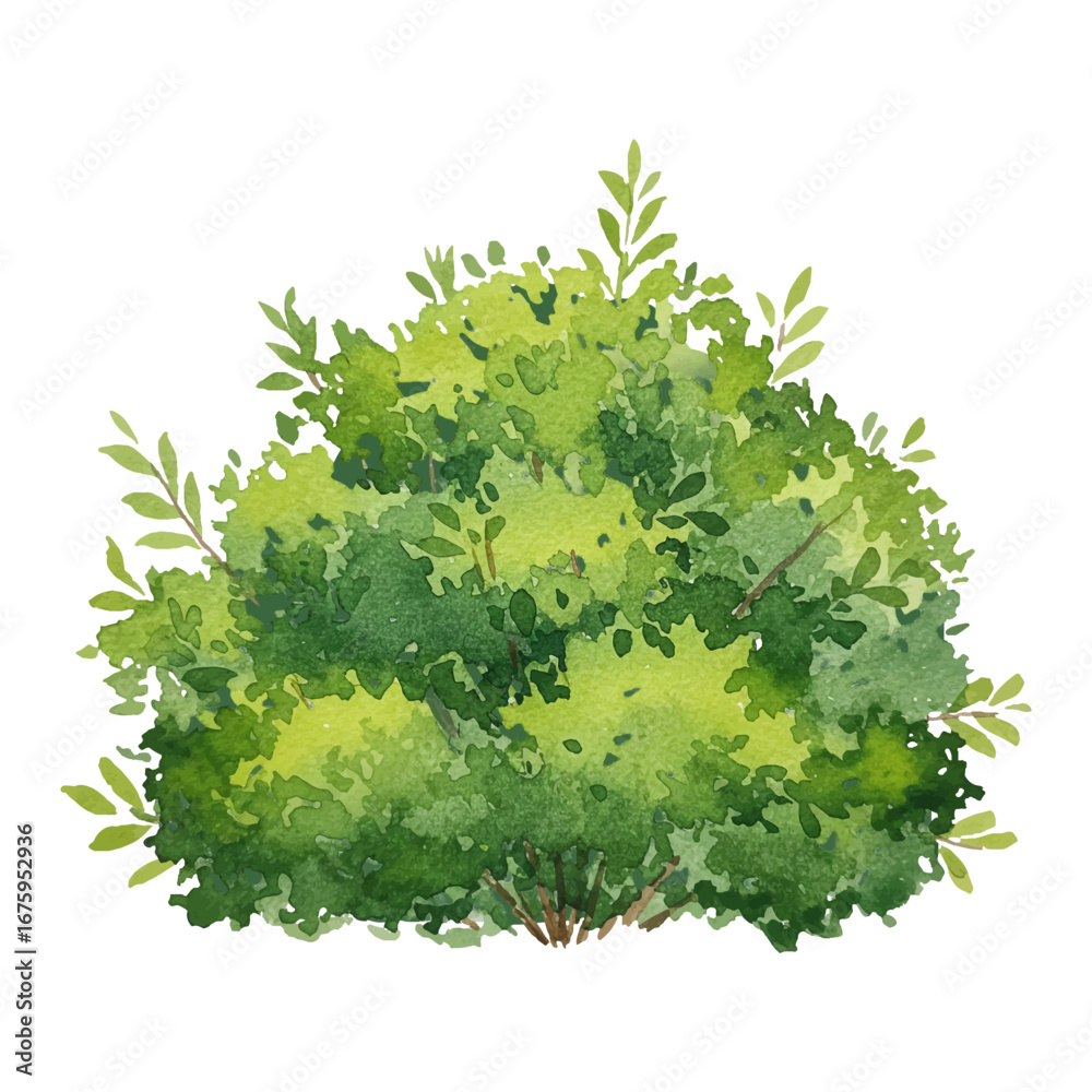 Fototapeta premium Lush Green Bush with Fresh Foliage Isolated Hand Drawn Watercolor Painting Illustration on White