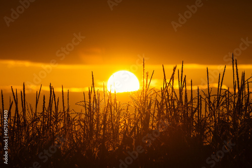Obraz na plátně Golden hour shines on the countryside as the sun sets behind a field of tall grass