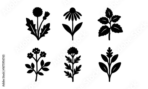 Silhouette herbal icons: collection of medicinal plant silhouettes for natural designs