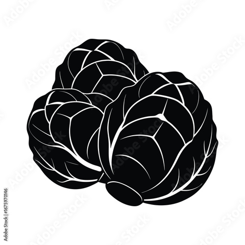 illustration of cabbage
