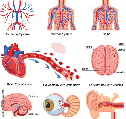 Human anatomy systems, cartoon medical illustration, brain, heart, eye, ear, circulatory diagram, nervous system, educational vector, stock bundle