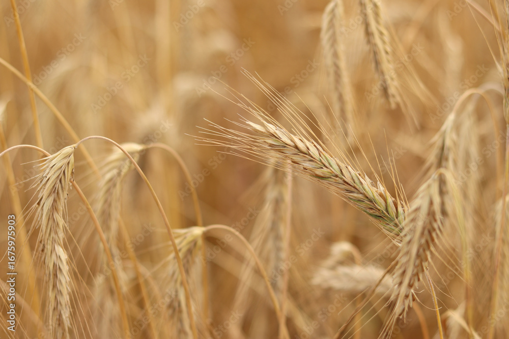 Fototapeta premium Rye ears close-up. Agricultural concept. Rye with selective focus. Harvesting concept. Field of agricultural crops. Rye ears close-up. Natural background