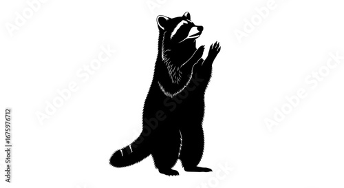 Majestic Black and White Silhouette of a Raccoon Standing Erect.
