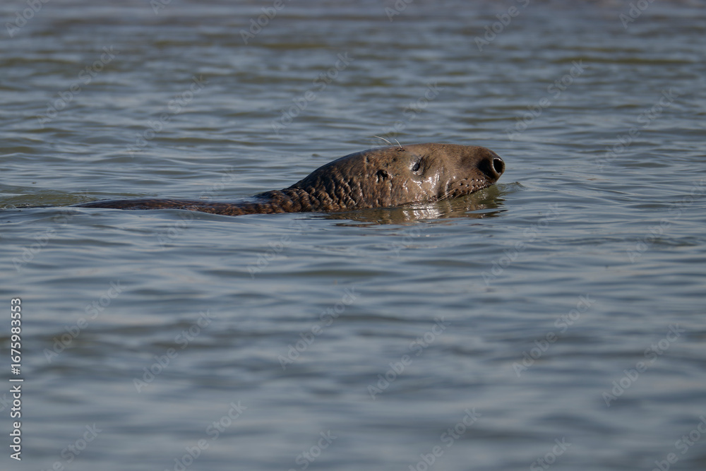 Fototapeta premium Phoque gris