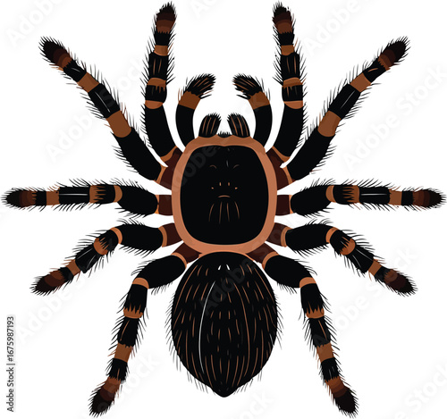 Cute cartoon a illustrator vector tarantula