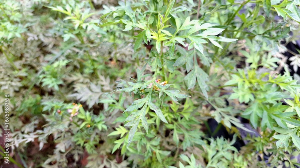 Obraz premium Natural Green Kenikir Cosmos Leaf with Health Benefits Common in Traditional Indonesian Cuisine and Herbal Practices