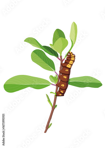 the leaf eating caterpillar on white background illustration vector